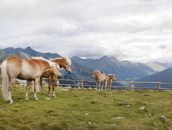 Reiten 5 Sterne Hotel Hafling