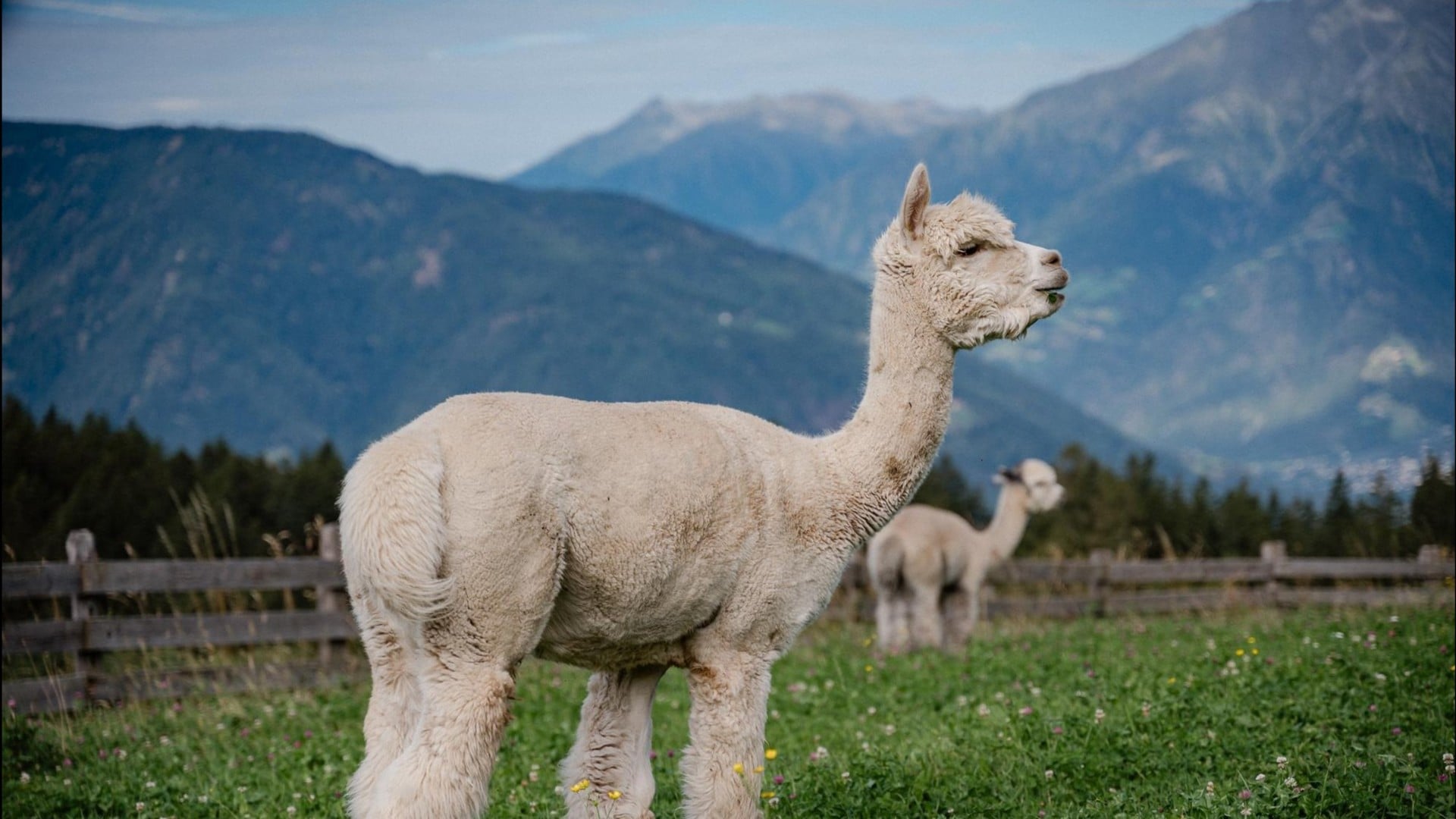 Lama Trekking im Familienhotel Mirabell & Kinderhotel bei Meran, Südtirol