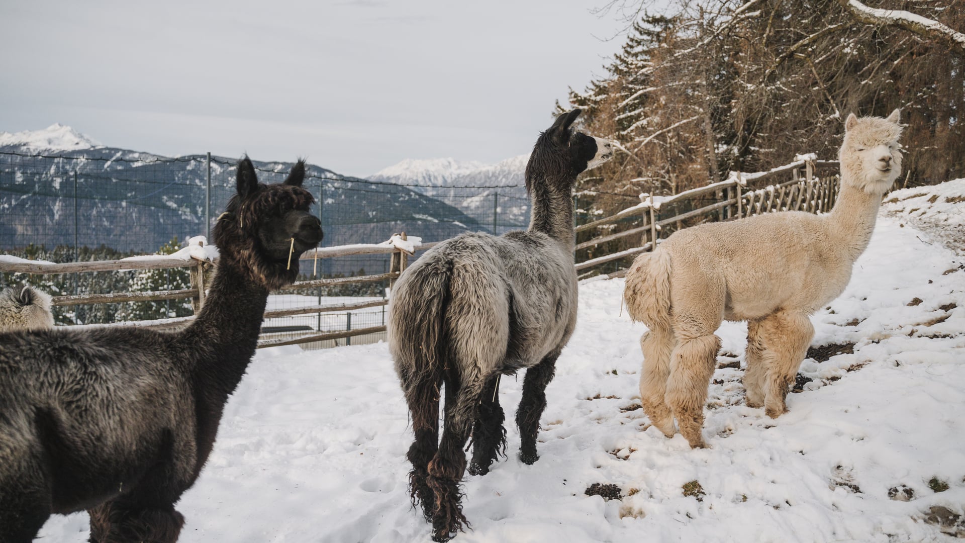 Lama Trekking für die ganze Familie