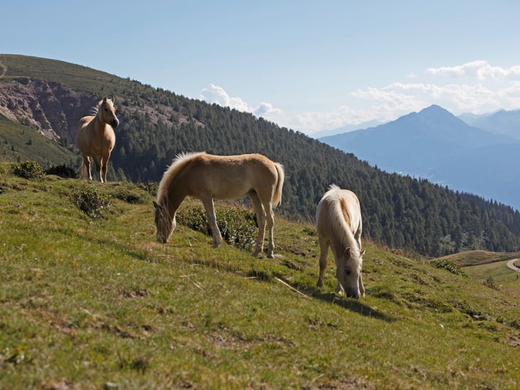 Reiten auf Haflinger Pferden: Highlight im Sommerurlaub in Südtirol
