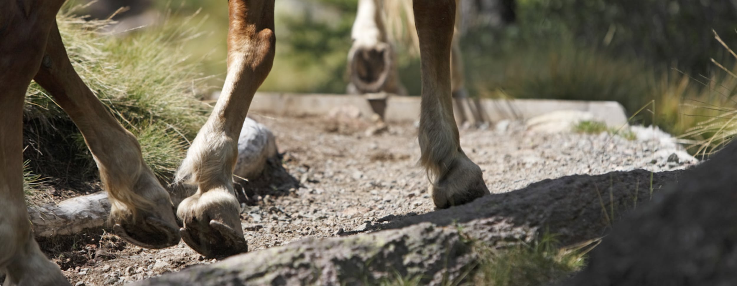 Luxury horse riding holidays in Italy