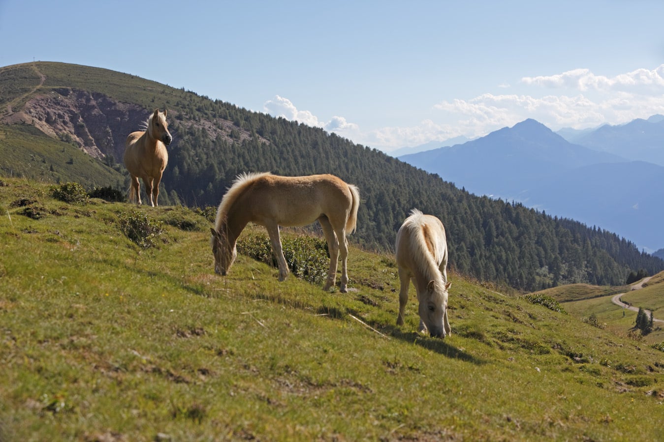 Exklusiver Reiturlaub in Südtirol