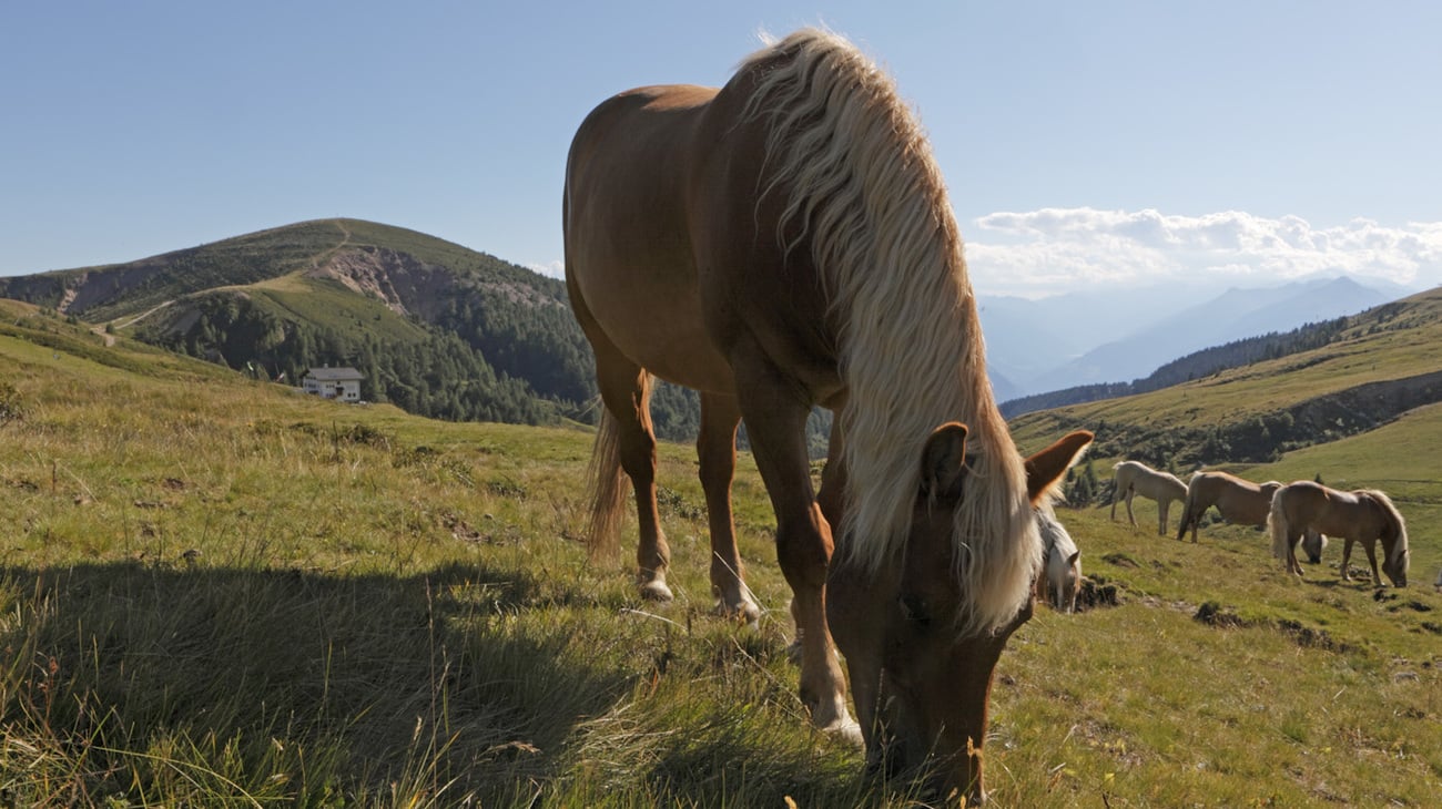 Home of the Haflinger horses